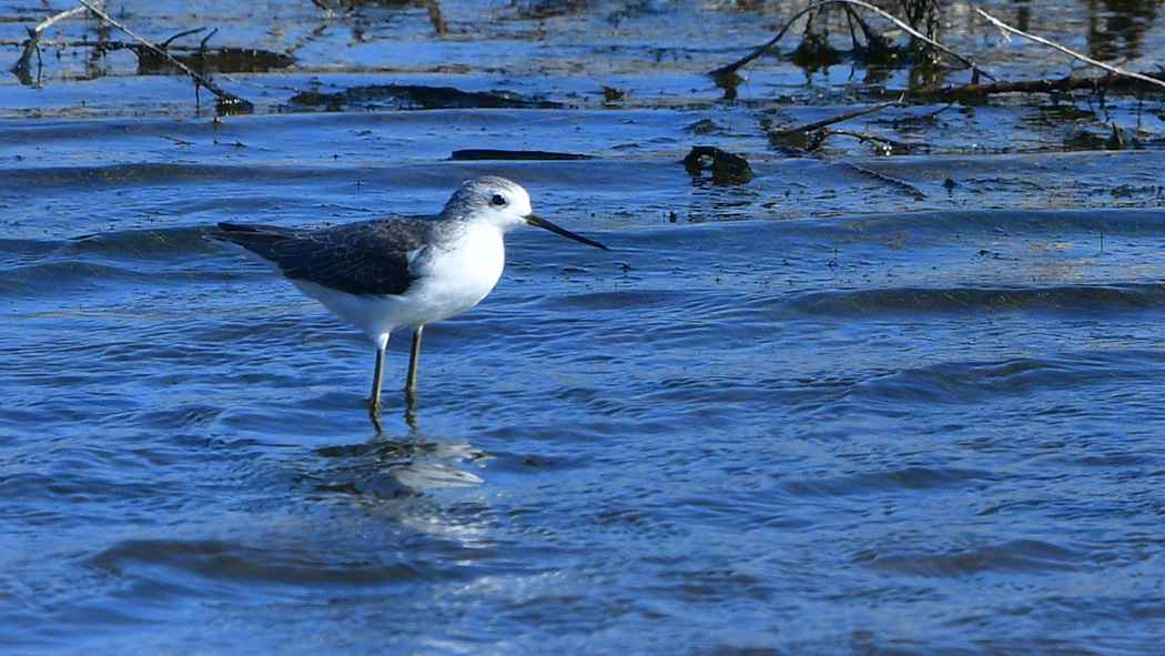 Marsh Sandpiper